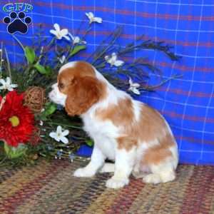 Sweets, Cavalier King Charles Spaniel Puppy