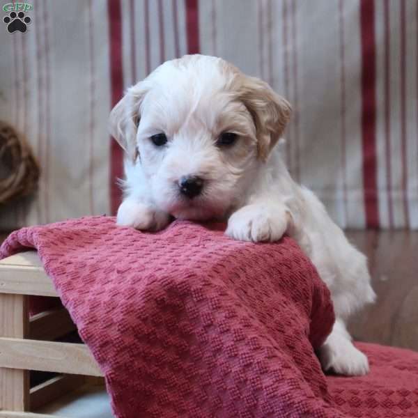 Sylvan, Mini Goldendoodle Puppy