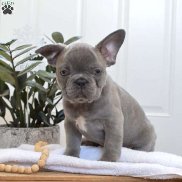 Sylvester, French Bulldog Puppy