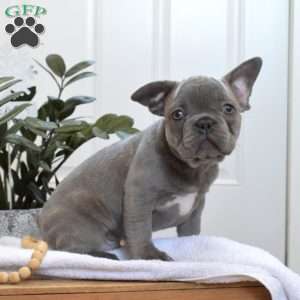 Sylvester, French Bulldog Puppy