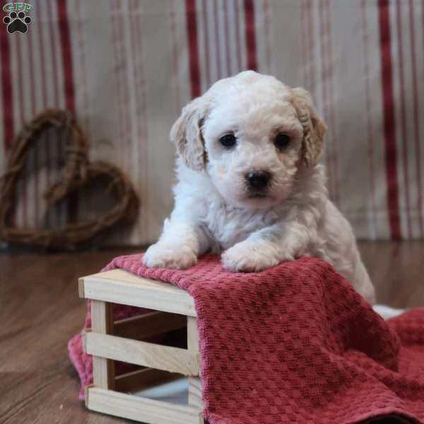 Symphony, Mini Goldendoodle Puppy