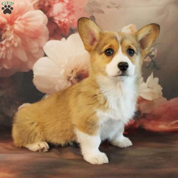 Jewel, Pembroke Welsh Corgi Puppy