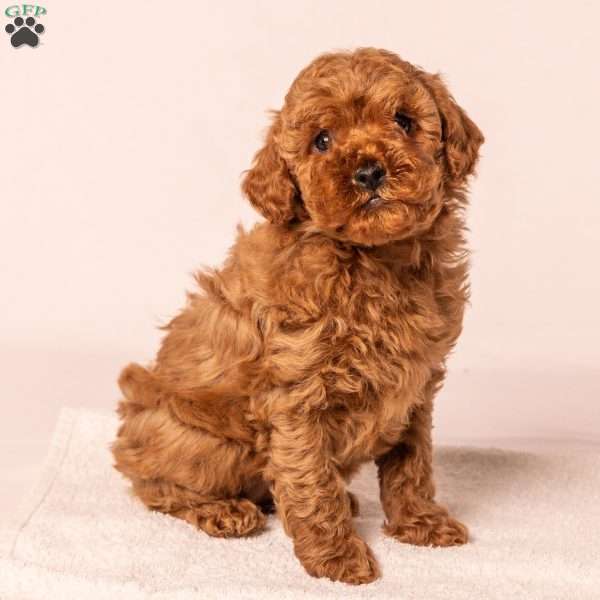 Taffy, Miniature Poodle Puppy