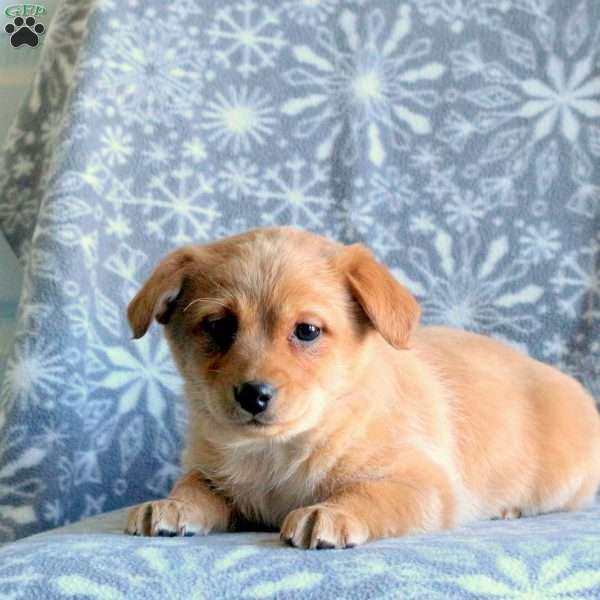 Taffy, Labrador Mix Puppy