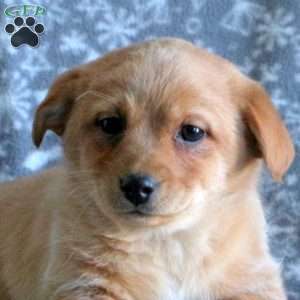 Taffy, Labrador Mix Puppy