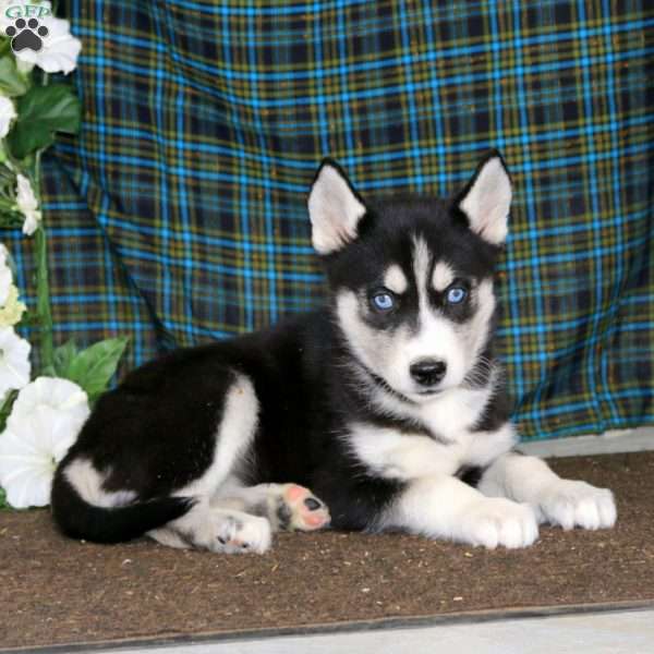 Tammy, Siberian Husky Puppy