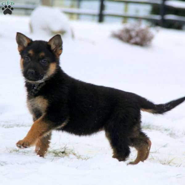 Tammy, German Shepherd Puppy