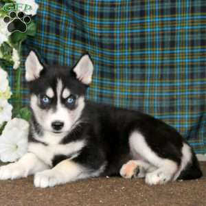 Tammy, Siberian Husky Puppy