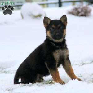 Tammy, German Shepherd Puppy