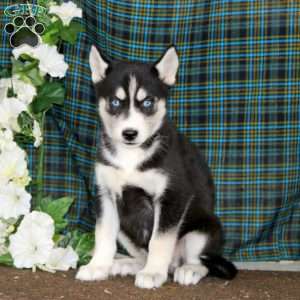 Tammy, Siberian Husky Puppy