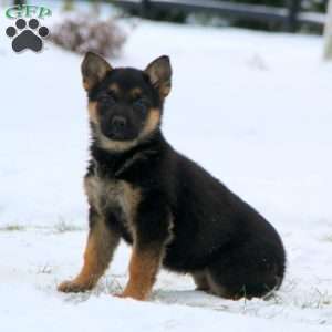 Tammy, German Shepherd Puppy