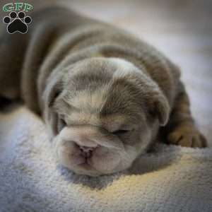 Tank, English Bulldog Puppy