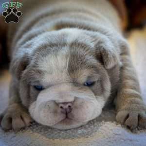 Tank, English Bulldog Puppy