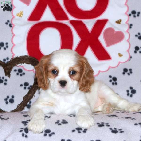 Tara, Cavalier King Charles Spaniel Puppy