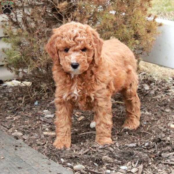 Tasha, Miniature Poodle Puppy