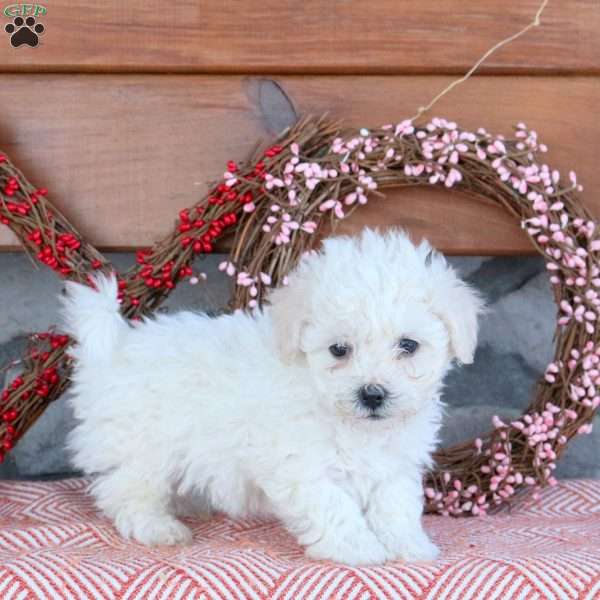 Tate, Bichon Frise Puppy