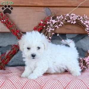 Tate, Bichon Frise Puppy