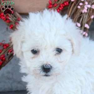 Tate, Bichon Frise Puppy