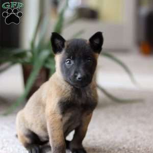 Teagan, Belgian Malinois Puppy