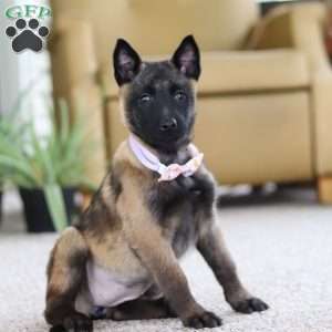 Teagan, Belgian Malinois Puppy