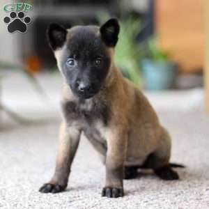 Teagan, Belgian Malinois Puppy