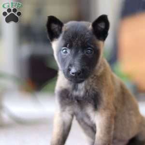 Teagan, Belgian Malinois Puppy