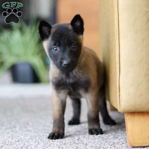 Teagan, Belgian Malinois Puppy