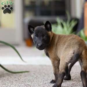 Teagan, Belgian Malinois Puppy