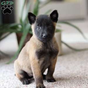 Teagan, Belgian Malinois Puppy