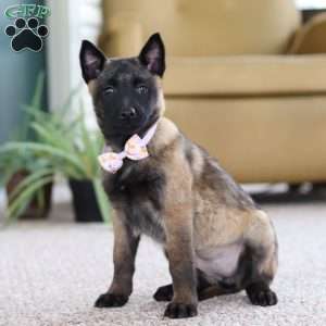 Teagan, Belgian Malinois Puppy