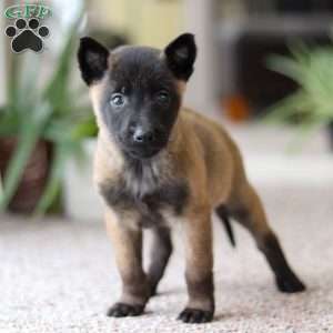 Teagan, Belgian Malinois Puppy