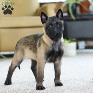 Teagan, Belgian Malinois Puppy