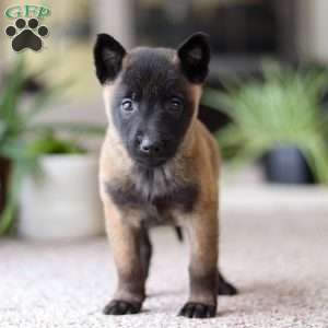 Teagan, Belgian Malinois Puppy