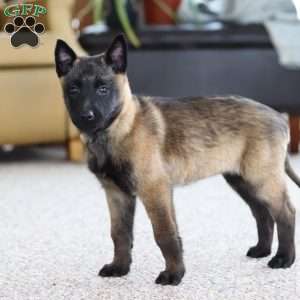 Teagan, Belgian Malinois Puppy