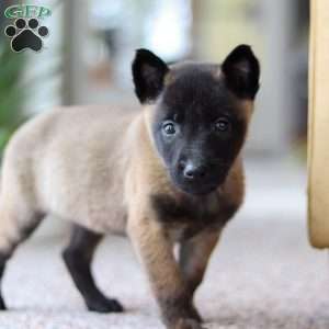 Teagan, Belgian Malinois Puppy