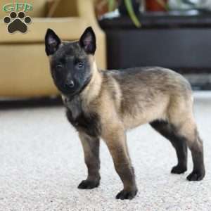 Teagan, Belgian Malinois Puppy