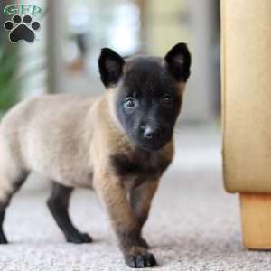 Teagan, Belgian Malinois Puppy