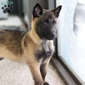 Teagan, Belgian Malinois Puppy