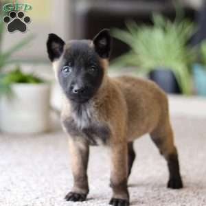 Teagan, Belgian Malinois Puppy