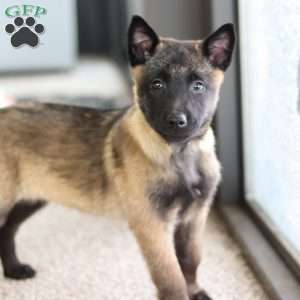 Teagan, Belgian Malinois Puppy