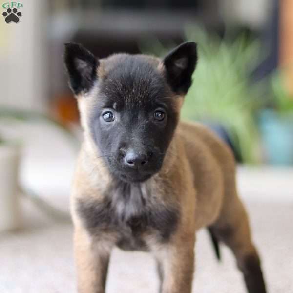 Teagan, Belgian Malinois Puppy