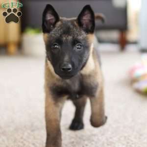 Teagan, Belgian Malinois Puppy