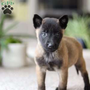 Teagan, Belgian Malinois Puppy