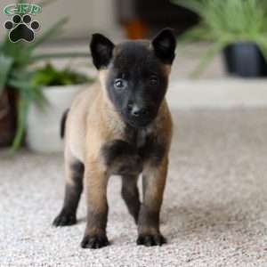 Teagan, Belgian Malinois Puppy