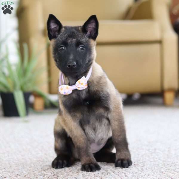 Teagan, Belgian Malinois Puppy