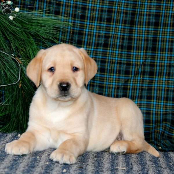 Ted, Yellow Labrador Retriever Puppy