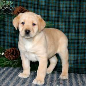 Ted, Yellow Labrador Retriever Puppy