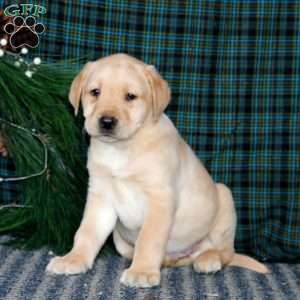 Ted, Yellow Labrador Retriever Puppy