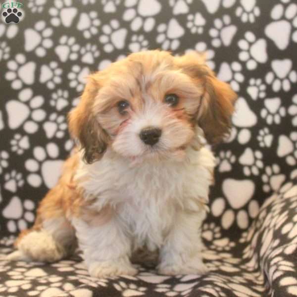 Teddy, Cavachon Puppy