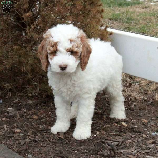 Teddy, Miniature Poodle Puppy